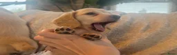 Miniature Dachshund dogs for sale: KC Longhaired Cream Miniature Dachshund Puppies - Advert 35