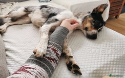 Border Collie dogs for sale: Border Collie looking for a new caring home - Image 3