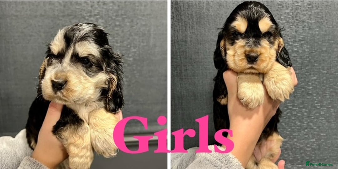Cocker Spaniel dogs for sale: Show Cocker Spaniel puppies from DNA tested parent - Advert 2