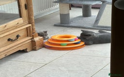 British Shorthair cats for sale: Two British shorthair kittens - Image 6