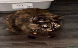 British Longhair cats for sale: FREE: re-home tortoise shell and tabby  - Image 1