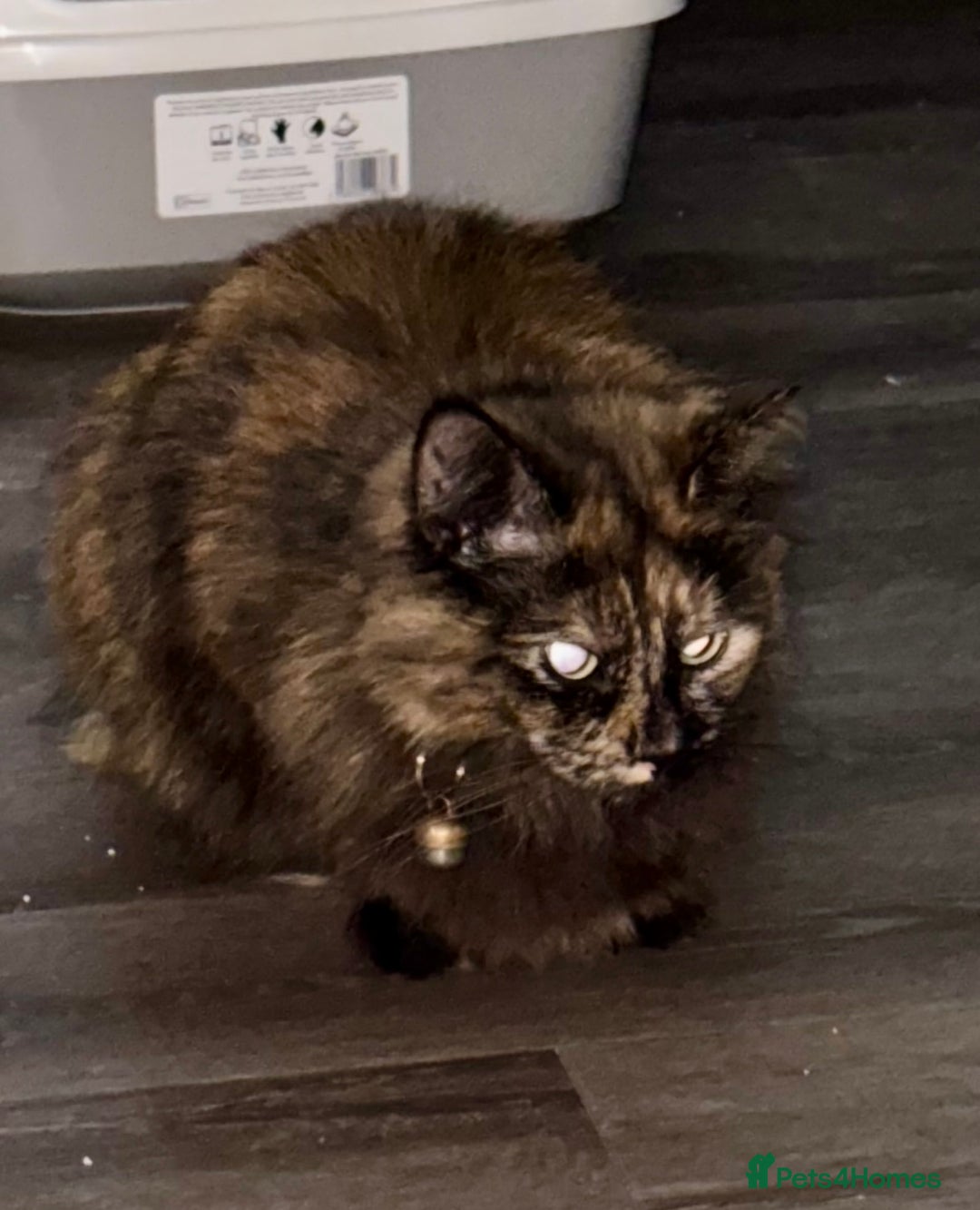 British Longhair cats for sale: FREE: re-home tortoise shell and tabby  - Image 1