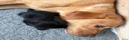 Labrador Retriever dogs for sale: 9 gorgeous KC registered black Labrador retrievers in Malmesbury - Advert 7