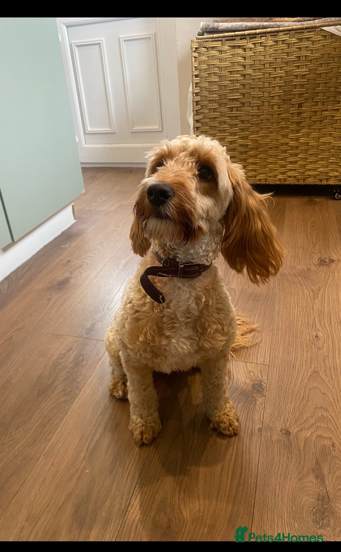 Cockapoo dogs Lailani 11 month old F1 cockerpoo - Advert 1