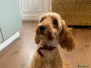 Cockapoo dogs Lailani 11 month old F1 cockerpoo - Advert 1