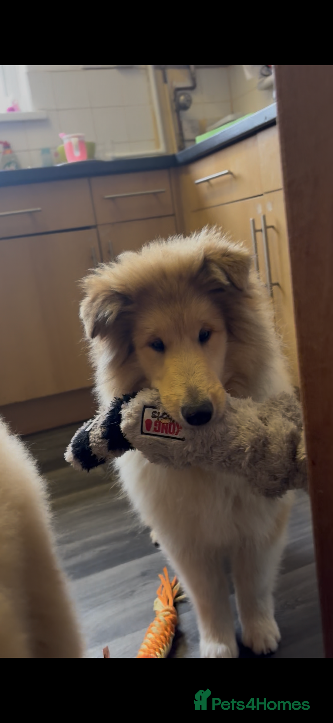 Rough Collie dogs for sale: 2 chunky roughy collie boys left!! - Advert 6