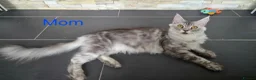 Maine Coon cats for sale: Maine Coon Kittens Looking for Loving Homes - Advert 4