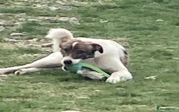 Mixed Breed dogs for adoption: Eddie - Norwich Norfolk  - Image 26