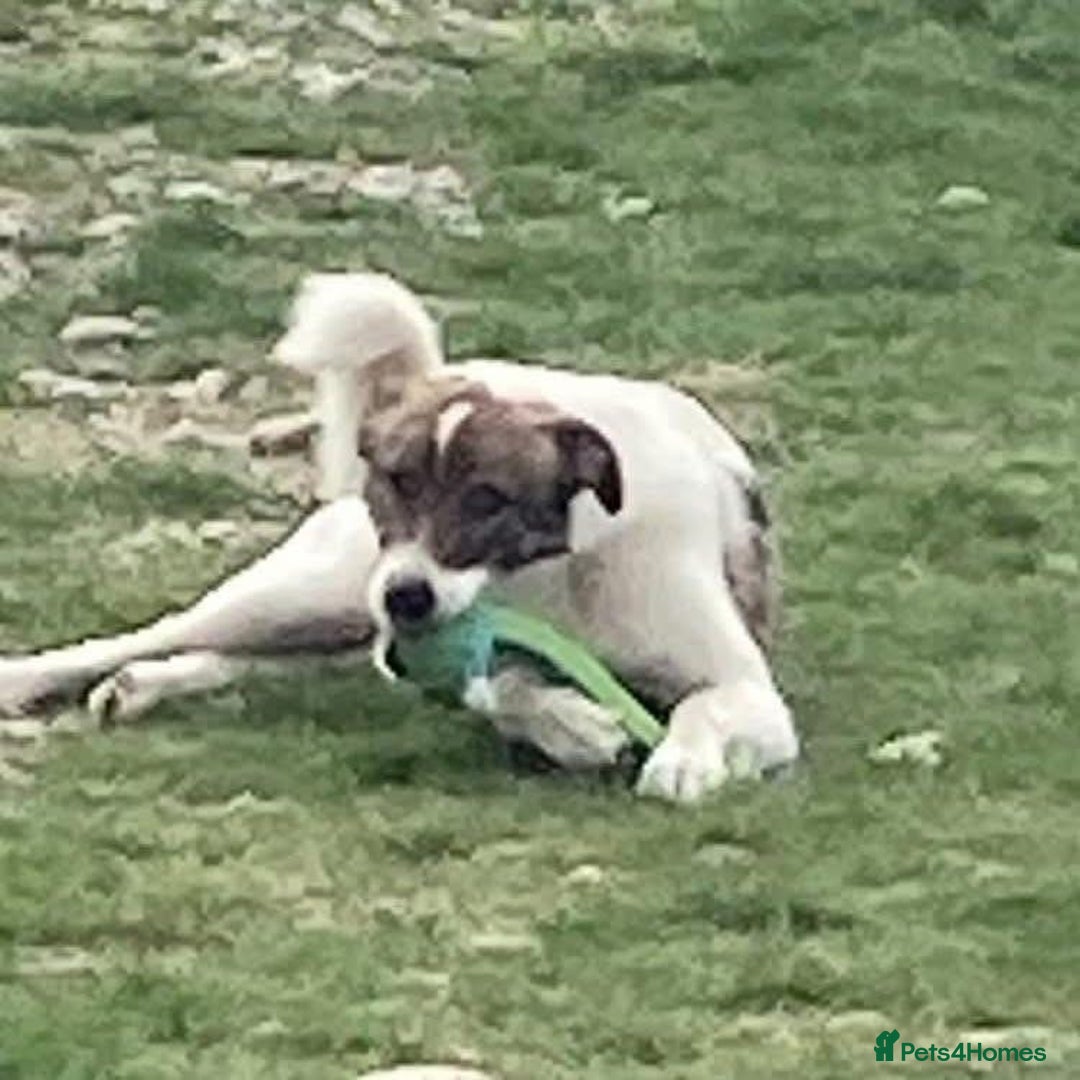 Mixed Breed dogs for adoption: Eddie - Norwich Norfolk  - Image 26