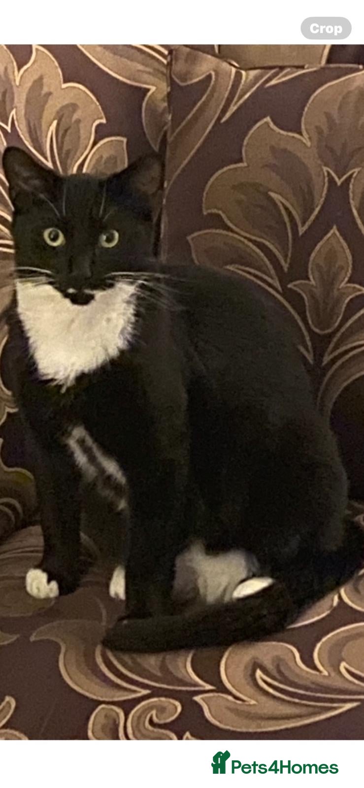 Domestic Shorthair cats 2 year old cat  - Advert 21