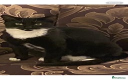 Domestic Shorthair cats for sale: 2 year old cat  - Image 1