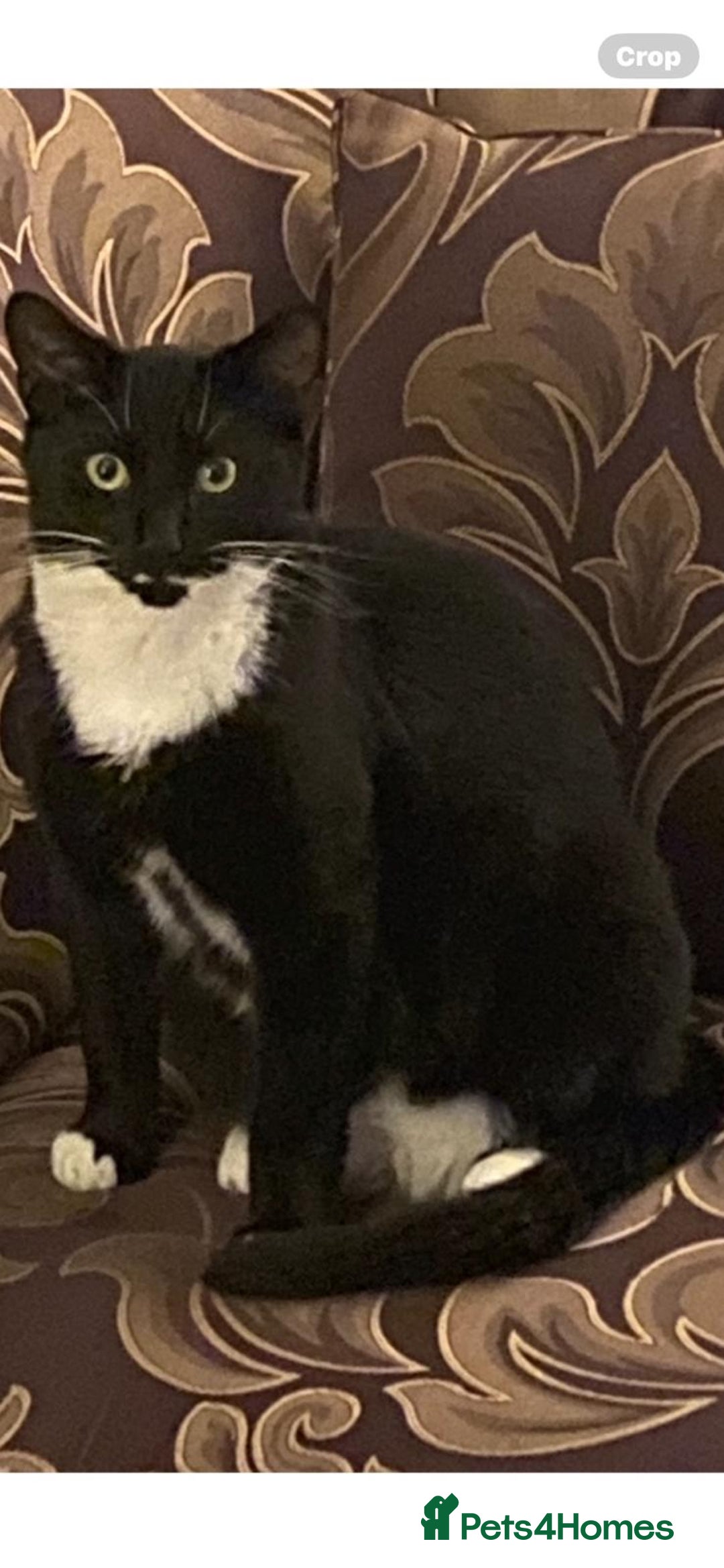 Domestic Shorthair cats for sale: 2 year old cat  - Image 1