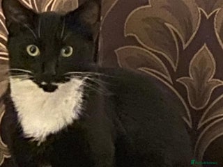 Domestic Shorthair cats for sale - Advert 1