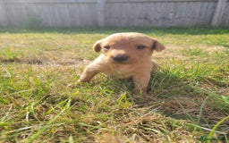 Labrador Retriever dogs for sale: Red Fox Labrador Puppies–Ready from 26th September - Image 7