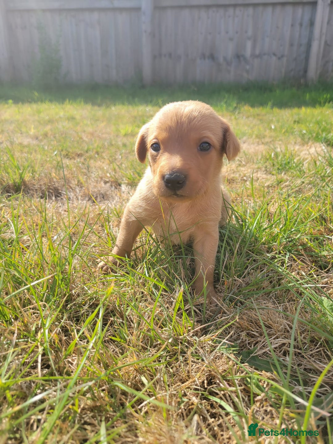 Labrador Retriever dogs for sale: Red Fox Labrador Puppies–Ready from 26th September - Image 7