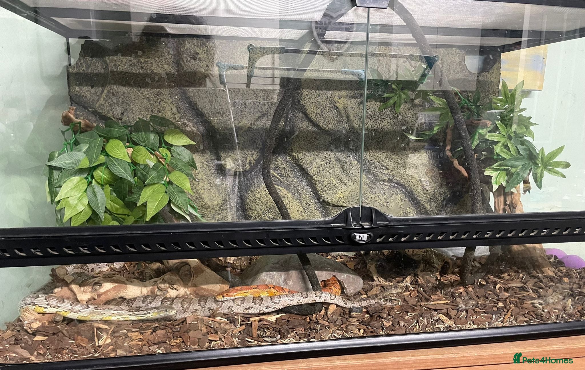 Corn Snake reptiles Two Corn Snakes & Enclosure in Newbury - Advert 2