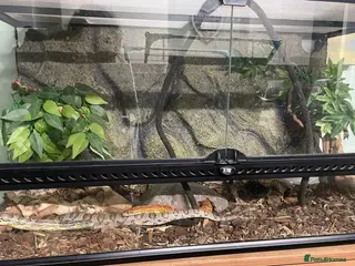 Corn Snake reptiles Two Corn Snakes & Enclosure in Newbury - Advert 2