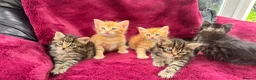 Mixed Breed cats for sale: Beautiful kittens 😻 - Advert 6
