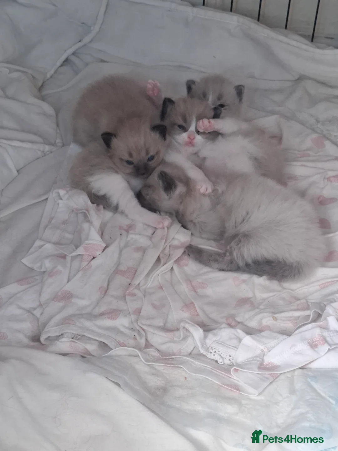 Ragdoll cats for sale: Gorgeous pedigree ragdolls - Advert 1