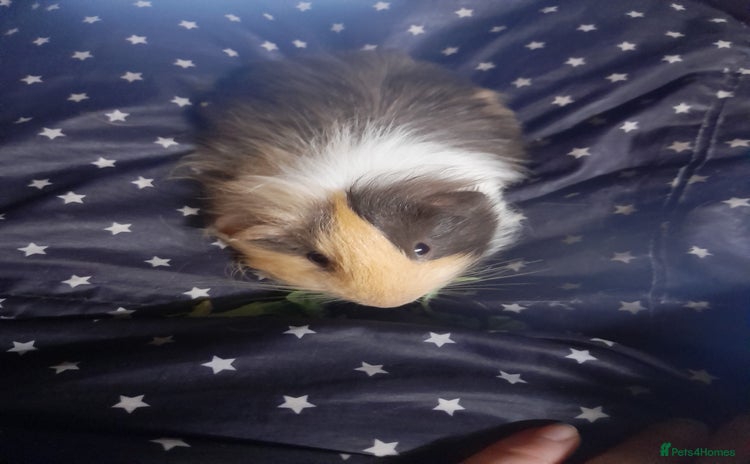 Guinea Pig rodents - Advert 1