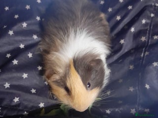 Guinea Pig rodents - Advert 1