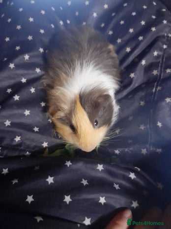 Guinea Pig rodents - Advert 1