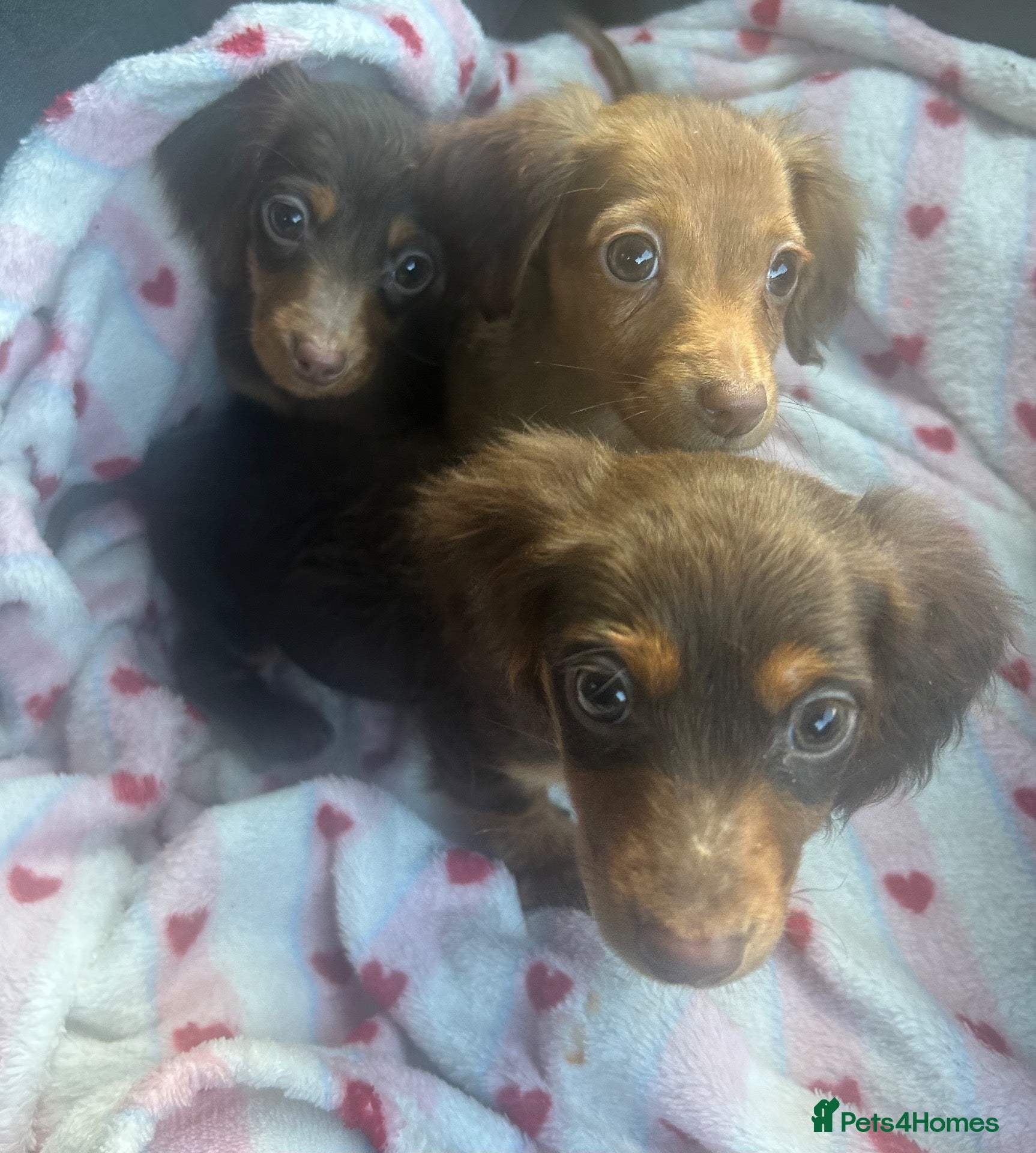 Miniature Dachshund dogs for sale: Long haired miniature dachshunds  - Advert 2