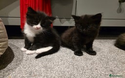 British Longhair cats for sale: 7 kittens boys and girls. British longhair cross  - Image 9