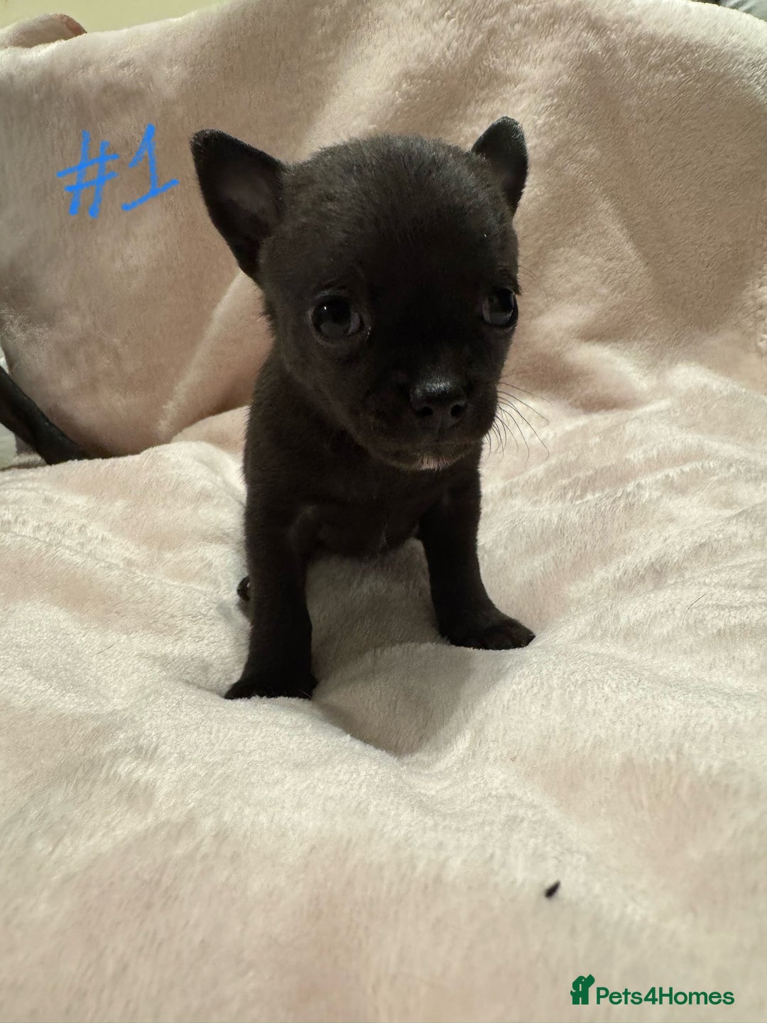 Chihuahua dogs for sale: KC Reg short-hair Chihuahua apple-headed puppies - Advert 28