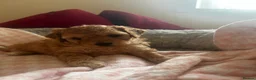 Cavachon dogs for sale: Adorable Cavachon puppies need forever homes - Advert 21