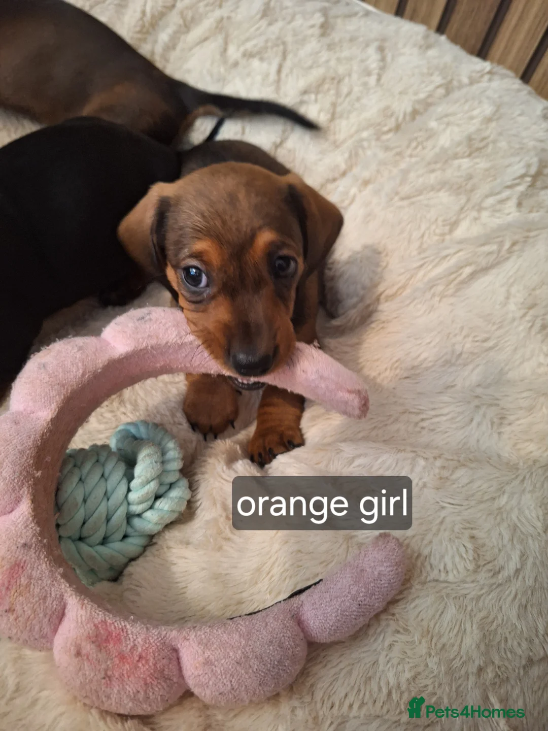 Miniature Dachshund dogs for sale:  miniature smooth coated dachshunds  in Fakenham - Advert 6