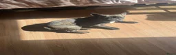 French Bulldog dogs for sale: French bulldog needs new loving home in Solihull - Advert 11