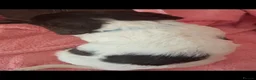 English Springer Spaniel dogs for sale: Stunning, English springer spaniels  - Advert 5