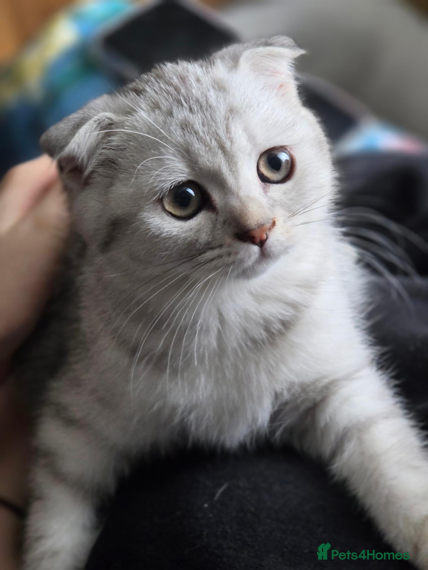 British Shorthair cats 💗SALE!🥰LAST 2 GIRL 😍Scottish fold😘🩵  - Advert 2