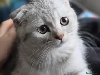 British Shorthair cats 💗SALE!🥰LAST 2 GIRL 😍Scottish fold😘🩵 - Advert 2