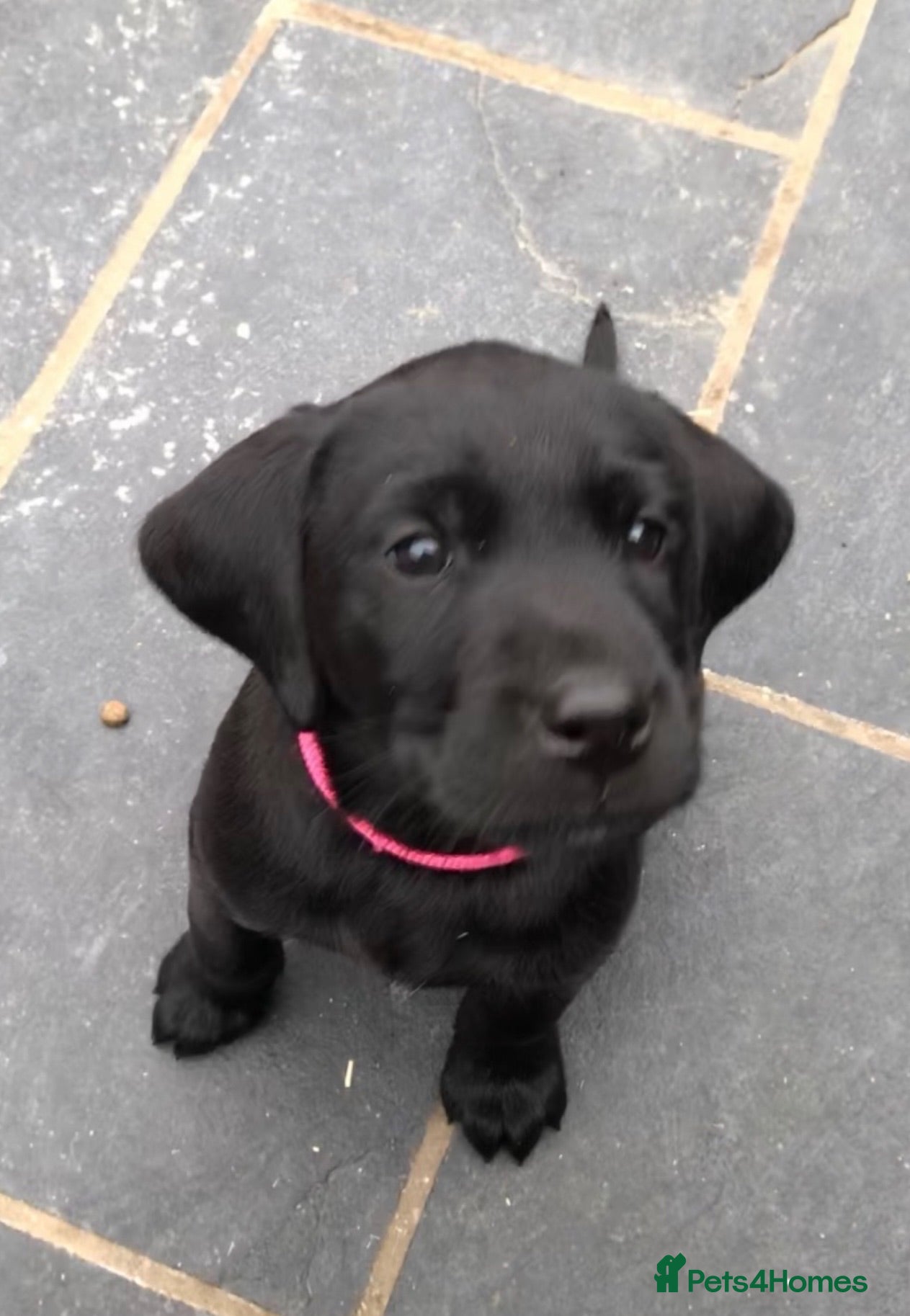 Labrador Retriever dogs Extensively health tested kc reg Labrador puppies. - Advert 2