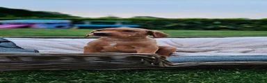 Labrador Retriever Puppy 1