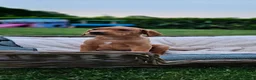 Labrador Retriever dogs for sale: Beautiful Labrador Puppies Available now - Advert 25