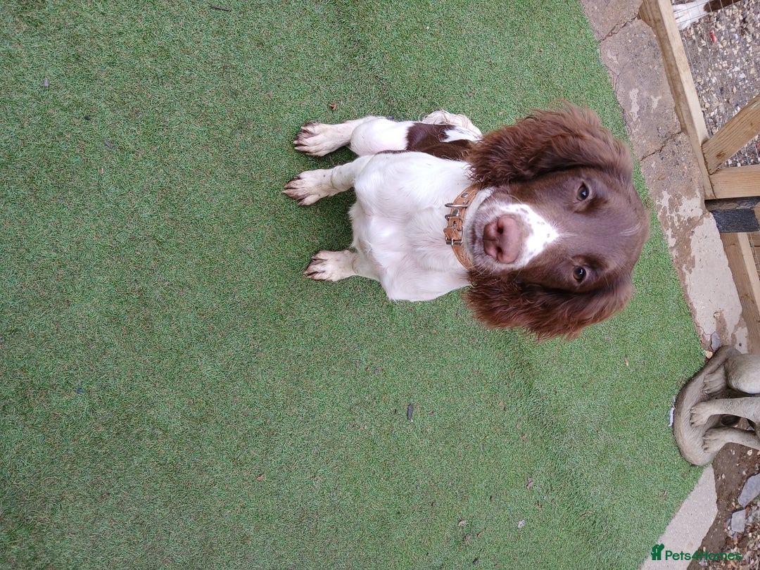 English Springer Spaniel dogs for sale: **SPRINGER SPANIEL, health tested** - Image 4