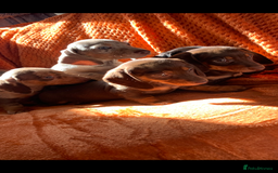 Miniature Dachshund dogs for sale: Minature daschund rainbow litter READY 19th SEPT - Image 13