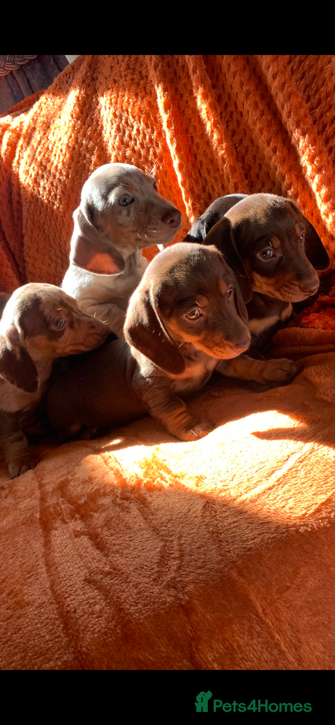 Miniature Dachshund dogs for sale: Minature daschund rainbow litter READY 19th SEPT - Image 13