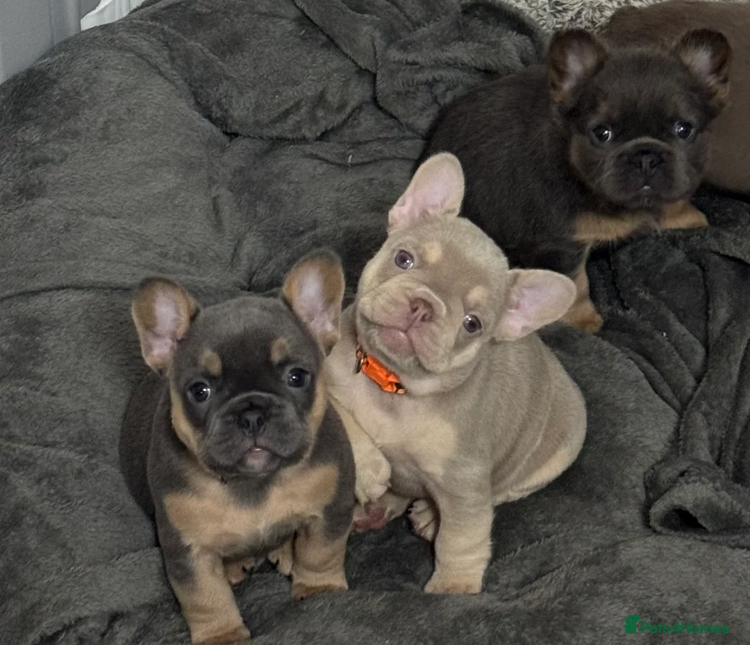 French Bulldog dogs for sale: Outstanding Frenchie pups KC registered  - Advert 17