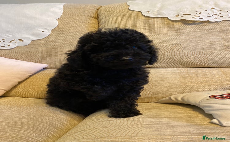 Toy Poodle dogs KC Toy poodle puppies 1 boy available  - Advert 9