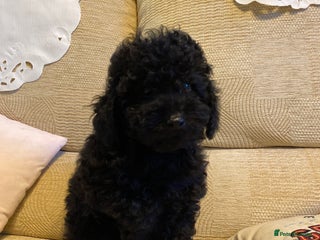 Toy Poodle dogs KC Toy poodle puppies 1 boy available - Advert 9