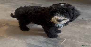 Cockapoo dogs - Advert 1