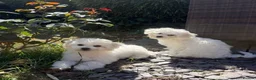 Bichon Frise dogs for sale: 100%pureBichon frise,health tested-clear!!! - Advert 14