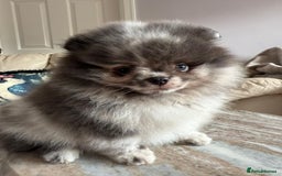 Pomeranian dogs for sale: Lilac merle Pomeranian  - Image 7