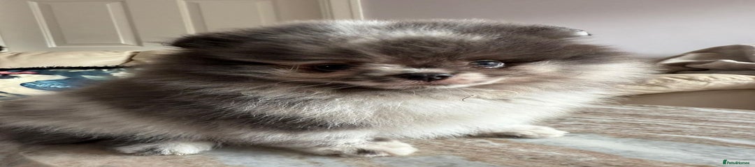 Pomeranian Puppy 1