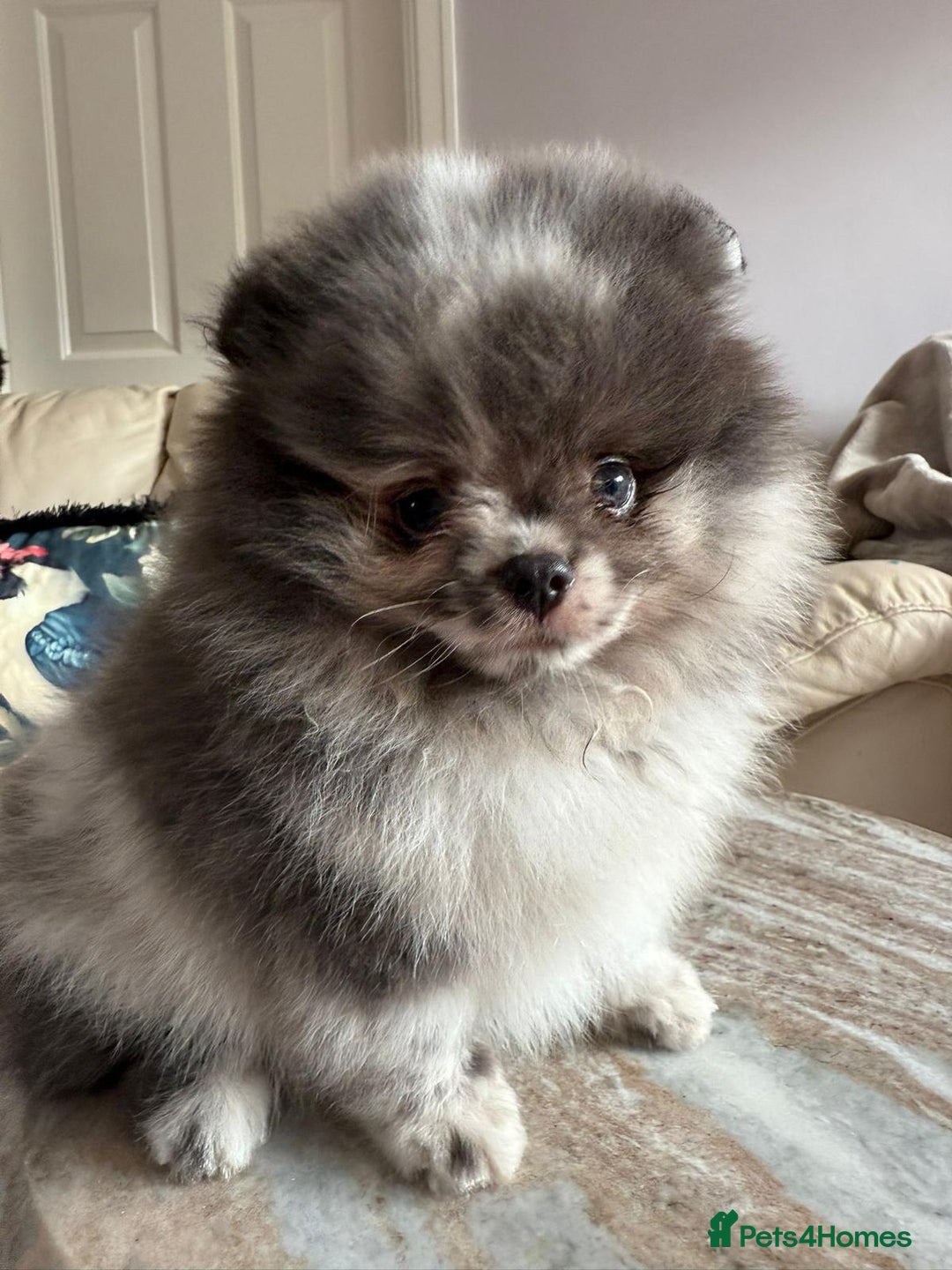 Pomeranian dogs for sale: Lilac merle Pomeranian  - Image 7