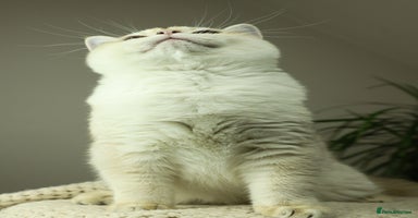 British Shorthair cats in Bedford - Advert 14